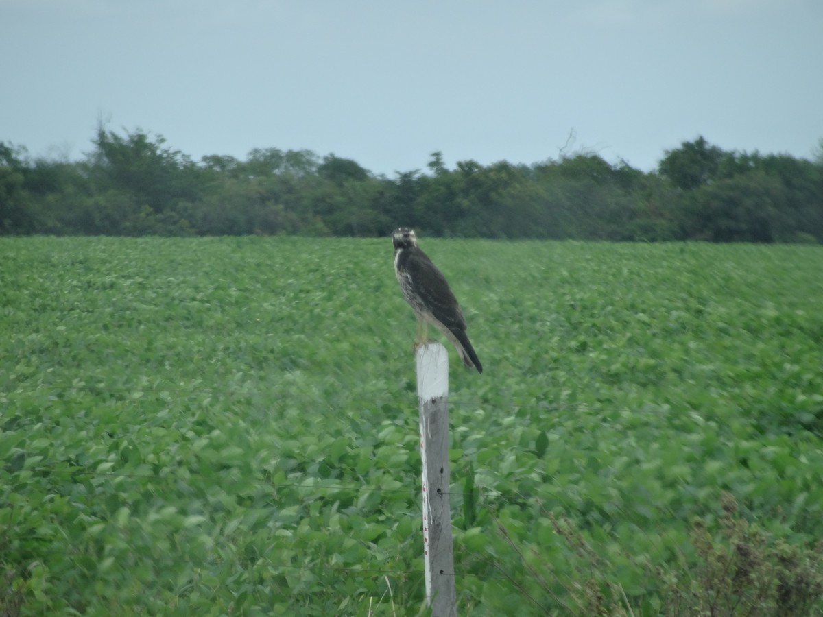 Swainson's Hawk - ML210233831