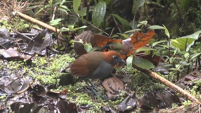 Grallaire à nuque rousse - ML210233931