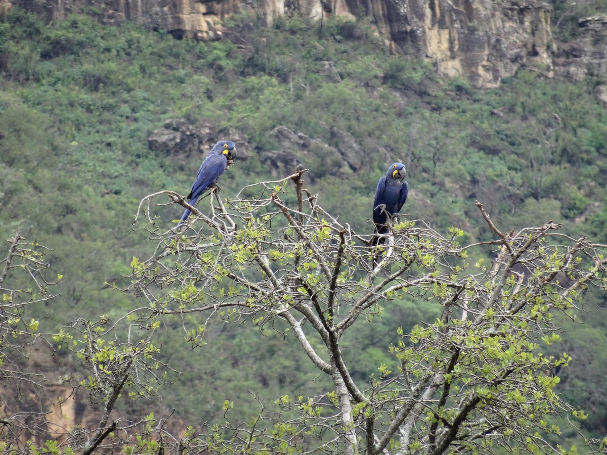 Hyacinth Macaw - ML210236141