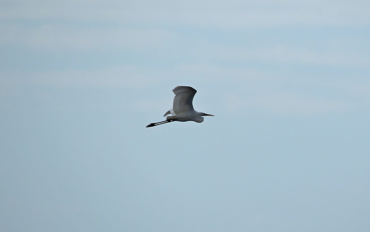 Great Egret - ML210236621