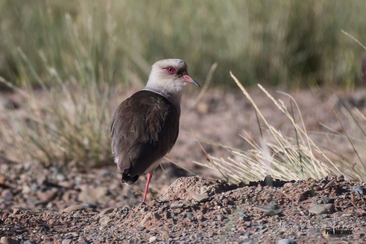 Andean Lapwing - Jorge Omar Torres