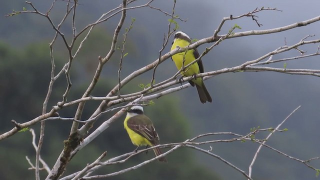 シロハチマキヒタキモドキ - ML210238011