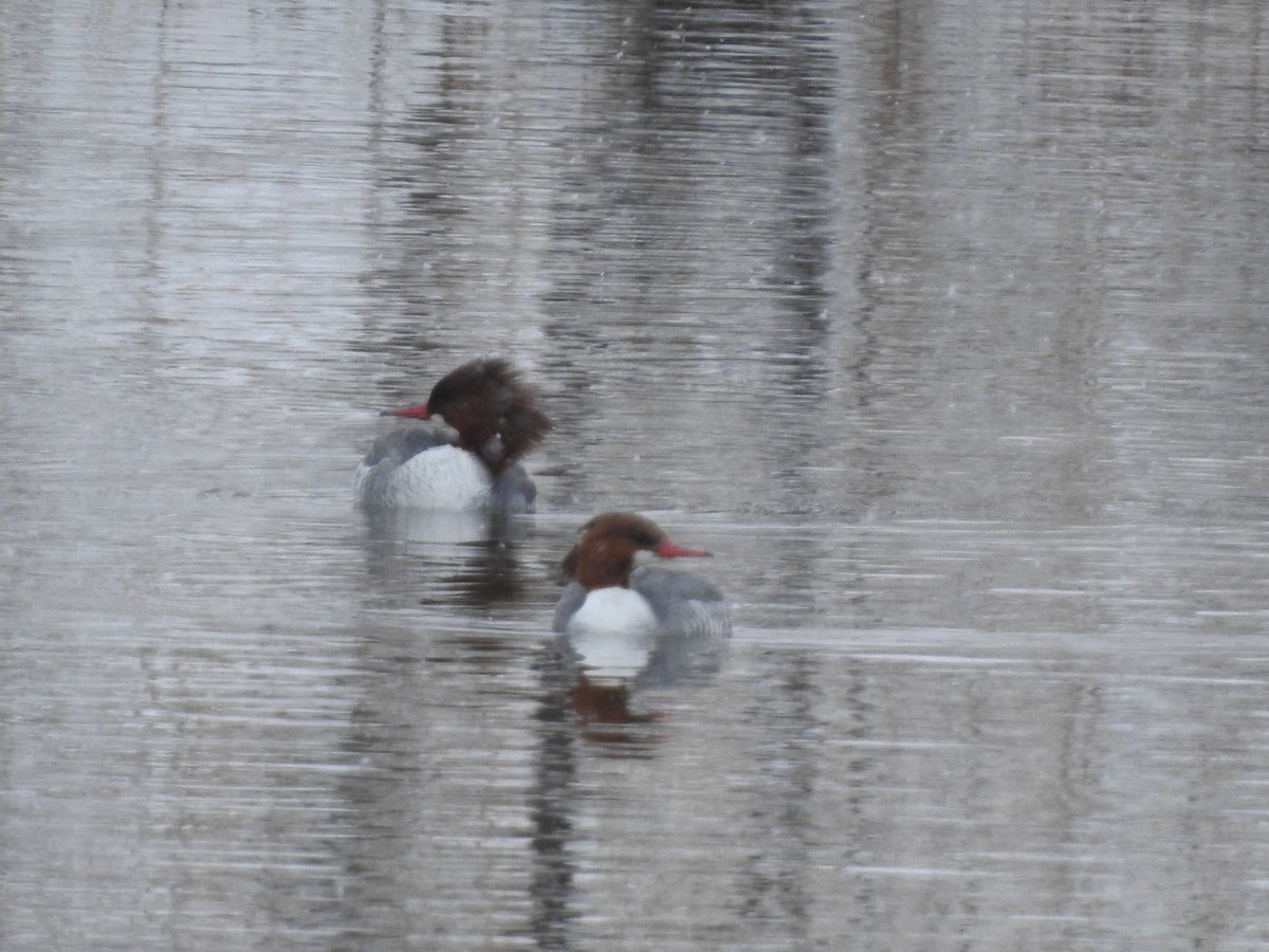 Gänsesäger - ML210239021