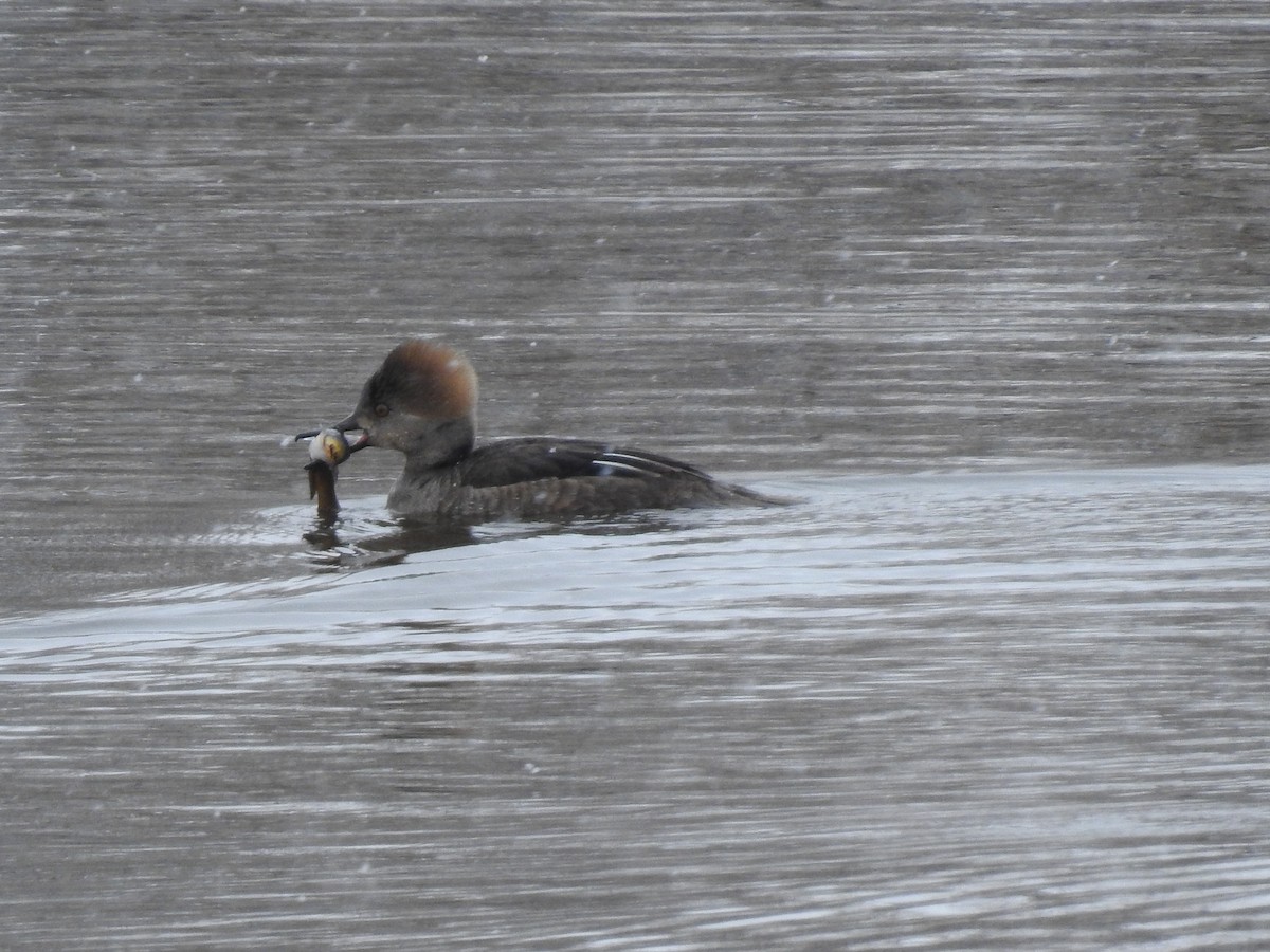 Hooded Merganser - ML210239061