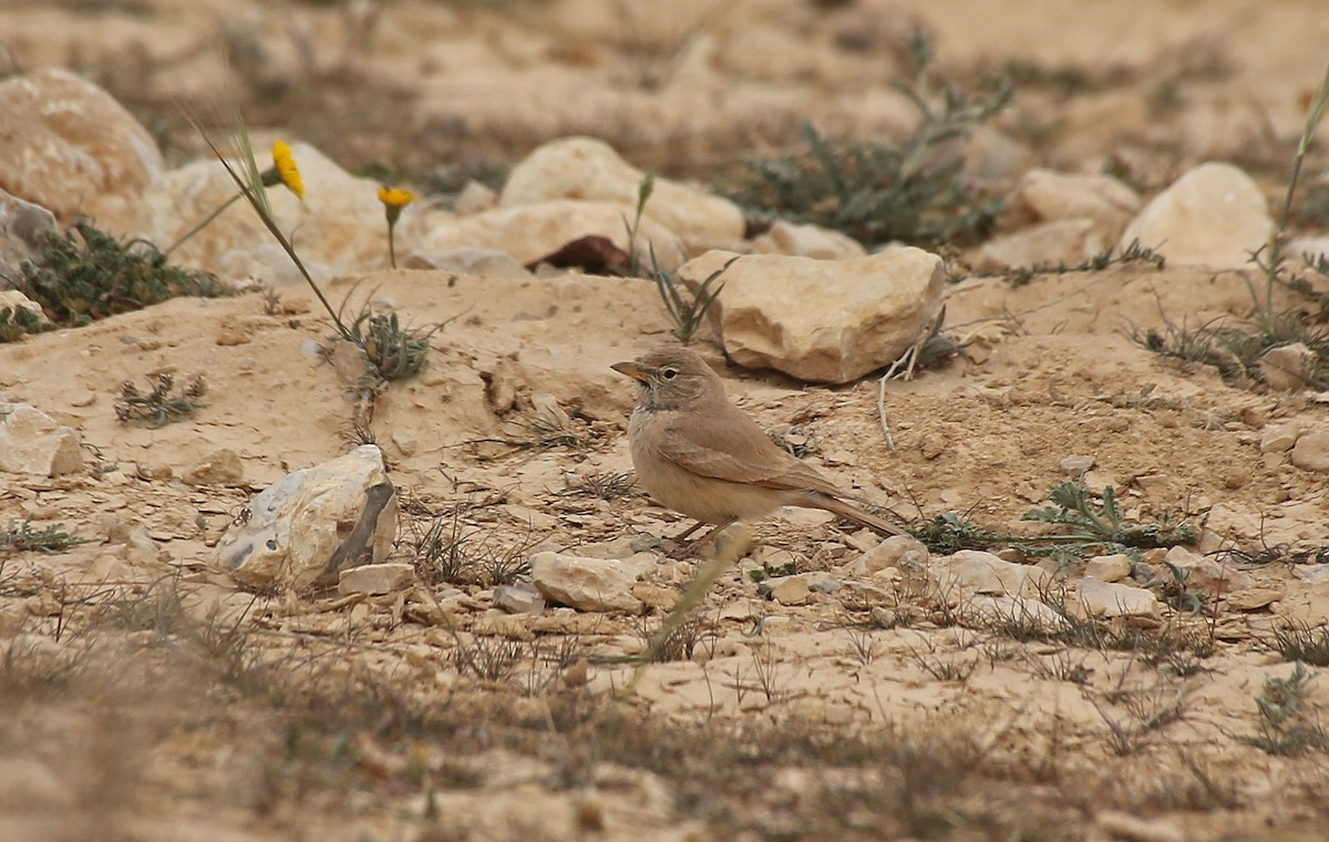Desert Lark - ML210239321