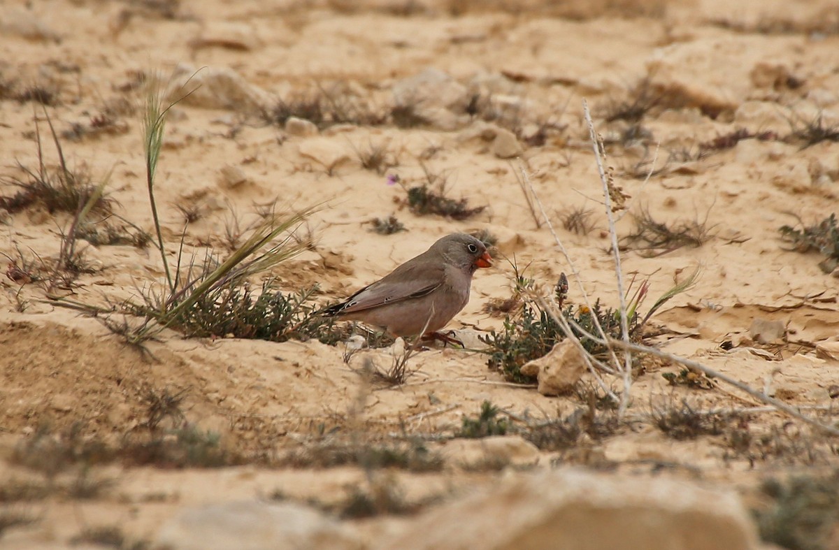 Trumpeter Finch - ML210239461