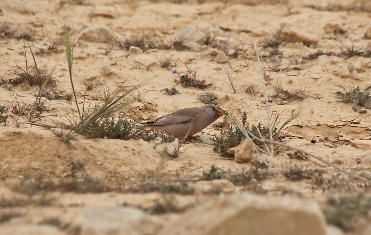 Trumpeter Finch - ML210239521