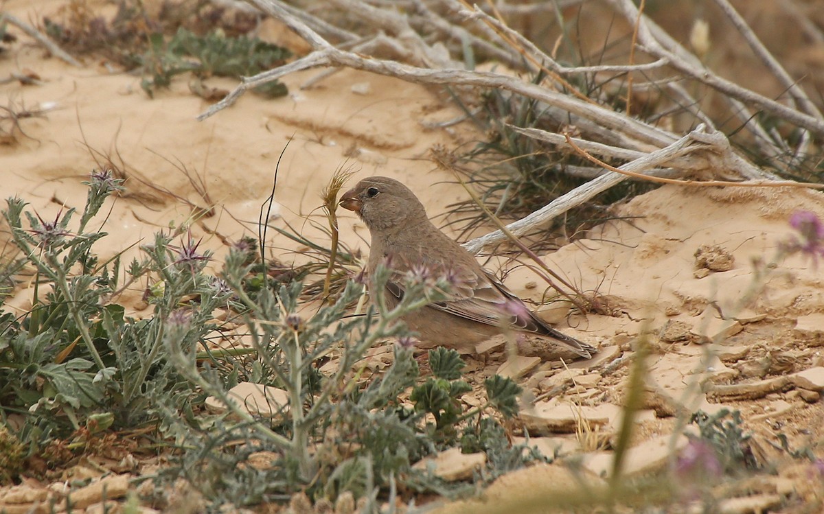 Trumpeter Finch - ML210239621