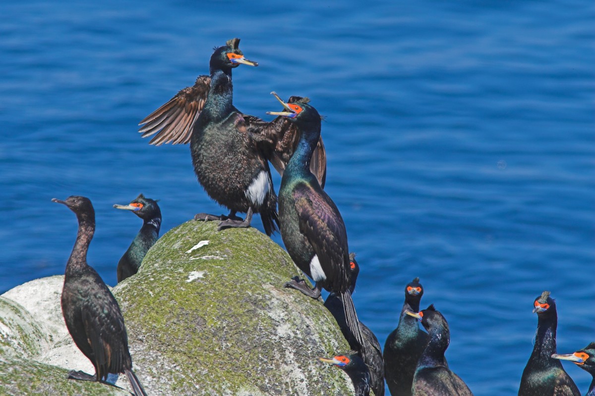 Red-faced Cormorant - ML210239631