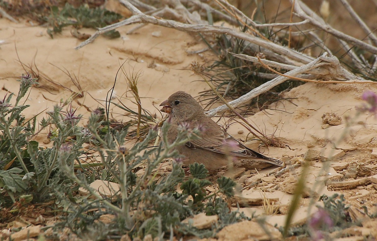 Trumpeter Finch - ML210239771