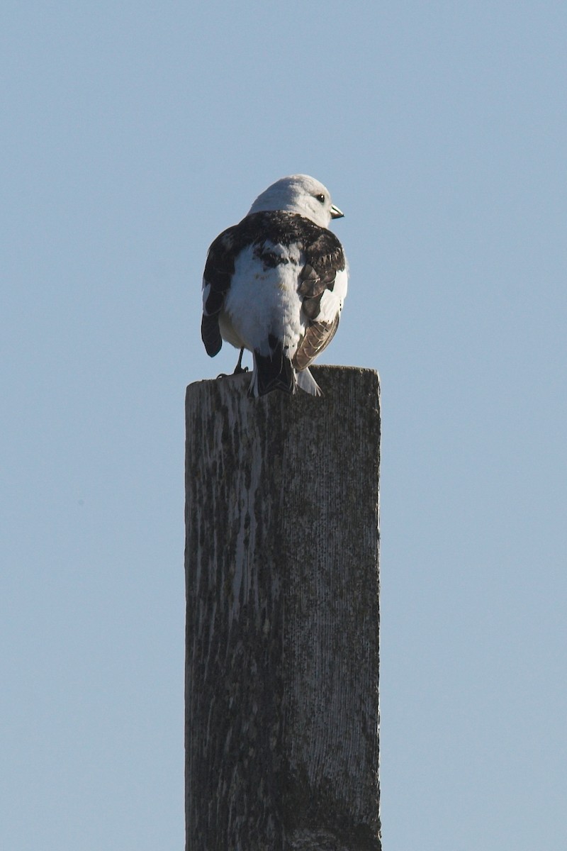 Snow Bunting - ML210240211