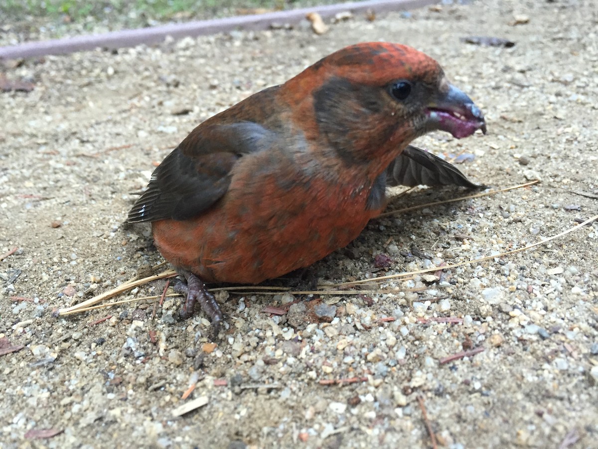 Red Crossbill - ML21024041