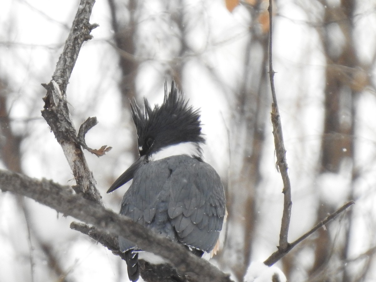 Belted Kingfisher - Tyler Stewart