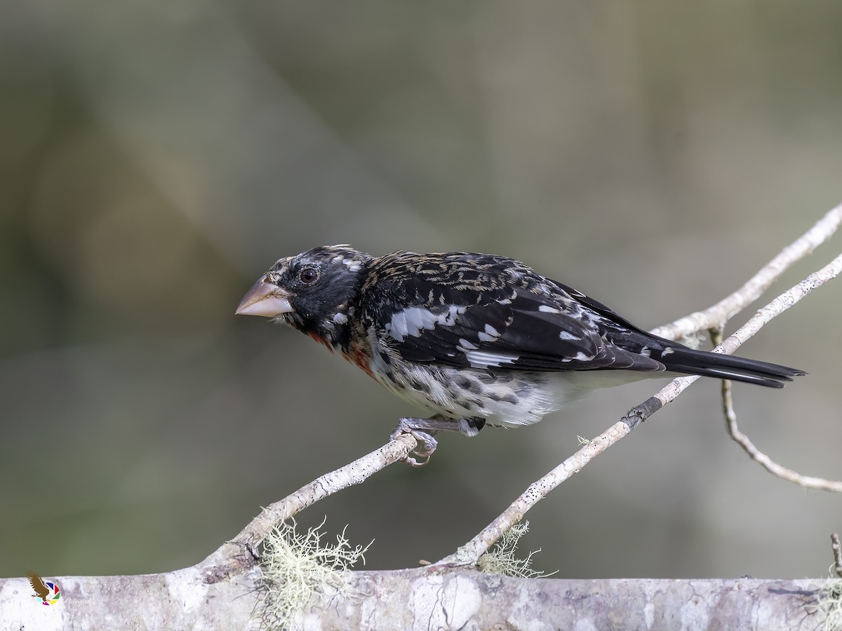 Rose-breasted Grosbeak - Fernando Burgalin Sequeria