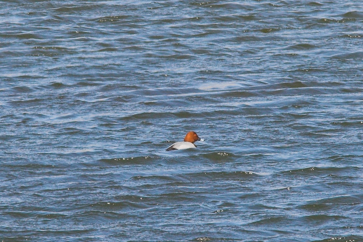 Common Pochard - Pam Higginbotham