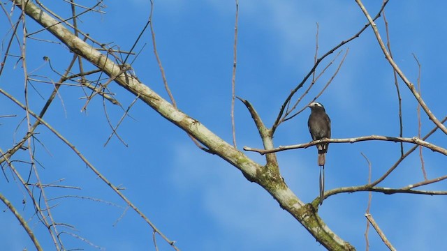 Long-tailed Tyrant - ML210241191