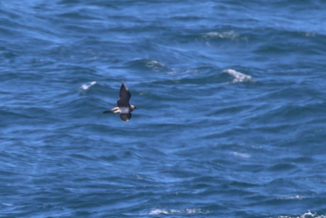 Long-tailed Jaeger - Alan Henry