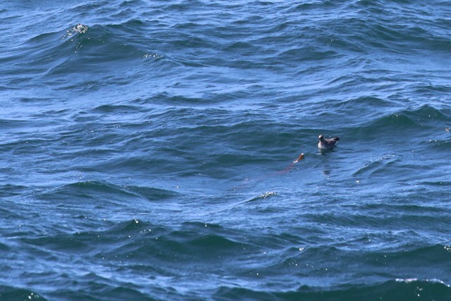 Long-tailed Jaeger - Alan Henry