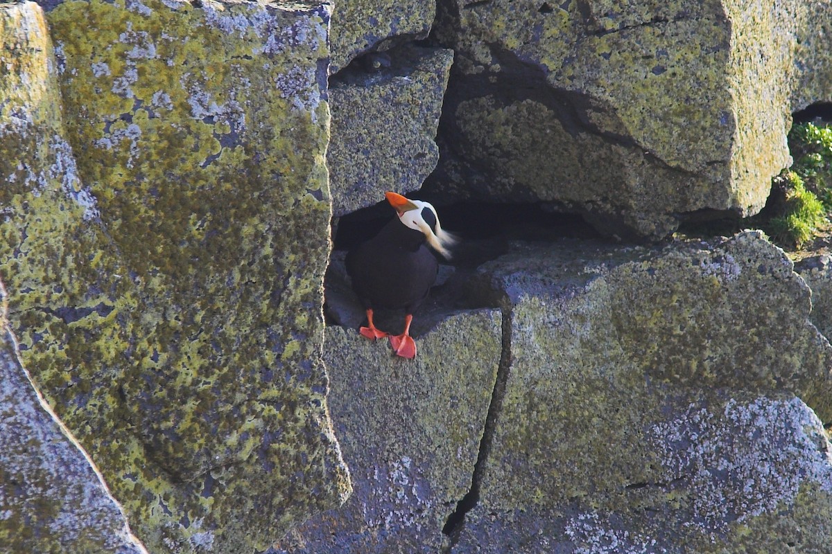 Tufted Puffin - Pam Higginbotham