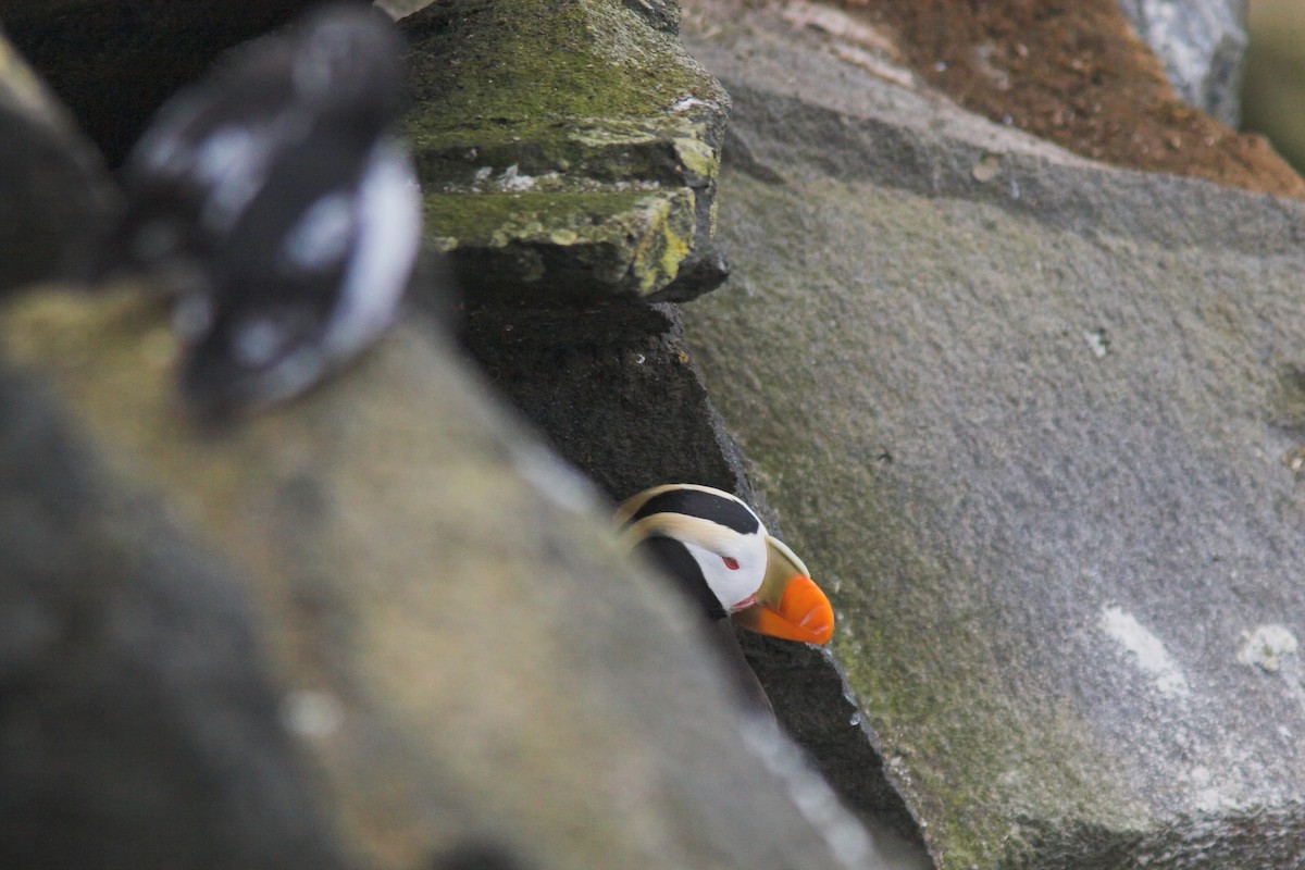 Tufted Puffin - ML210241661