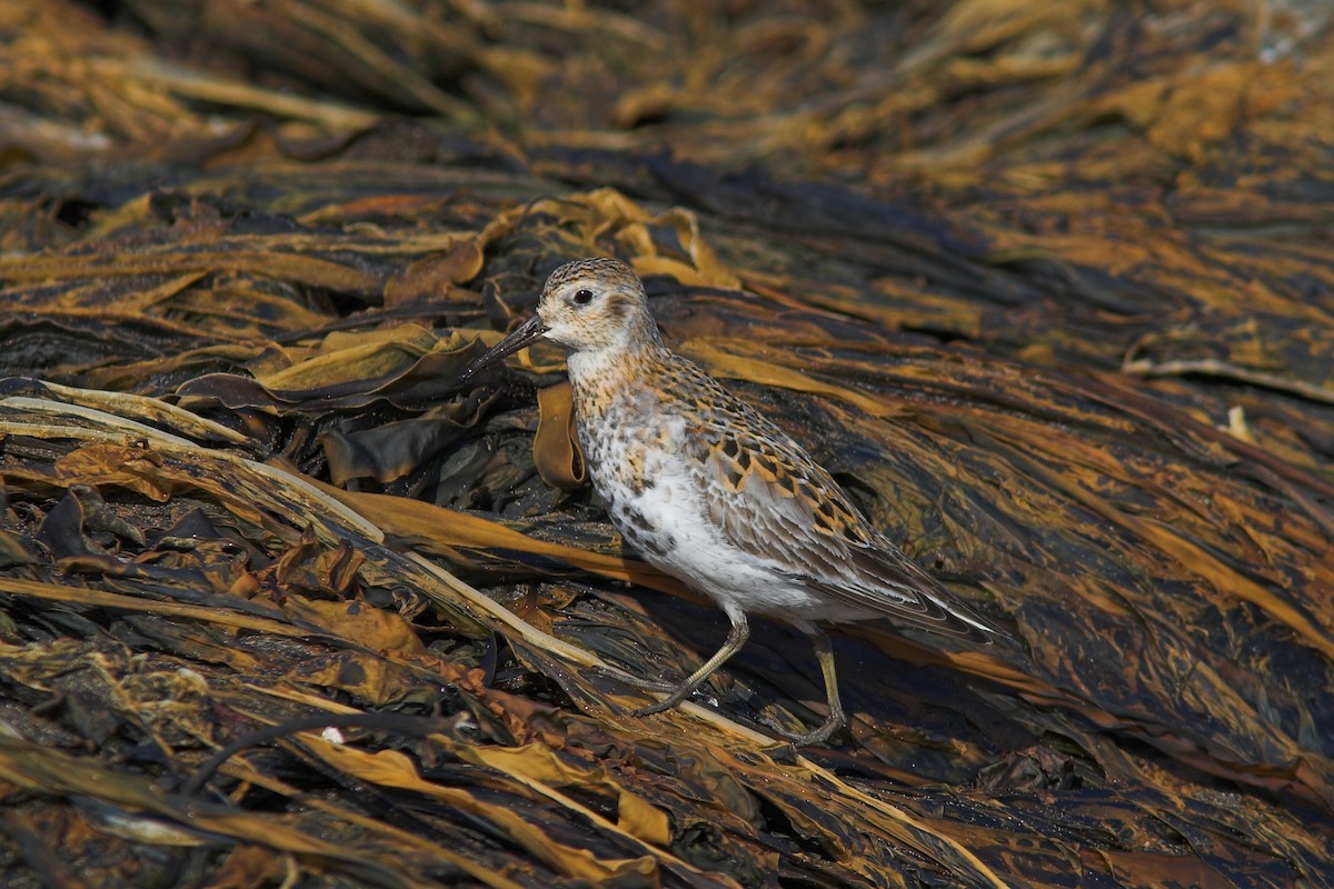 Rock Sandpiper (ptilocnemis) - ML210241851