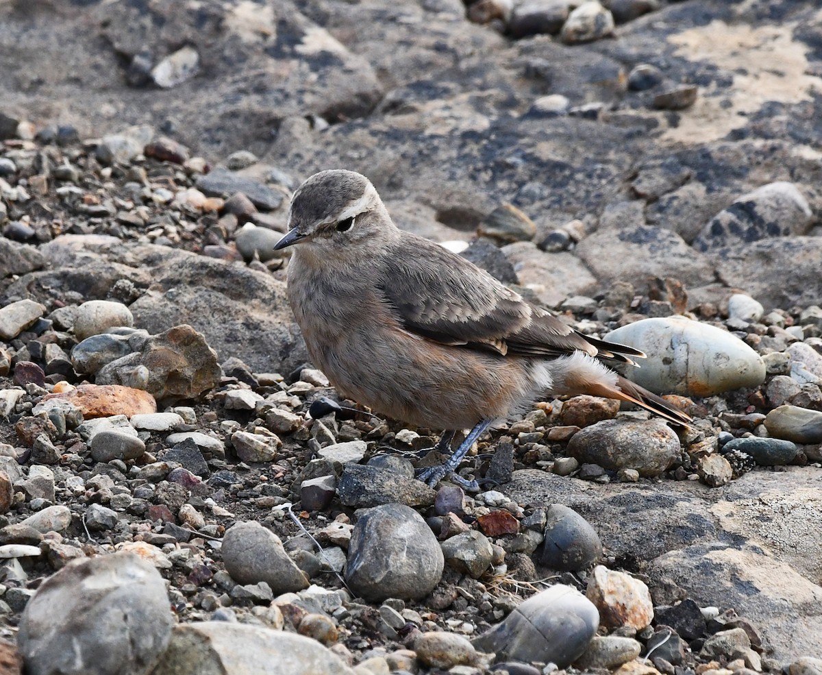 Rufous-banded Miner - ML210242021