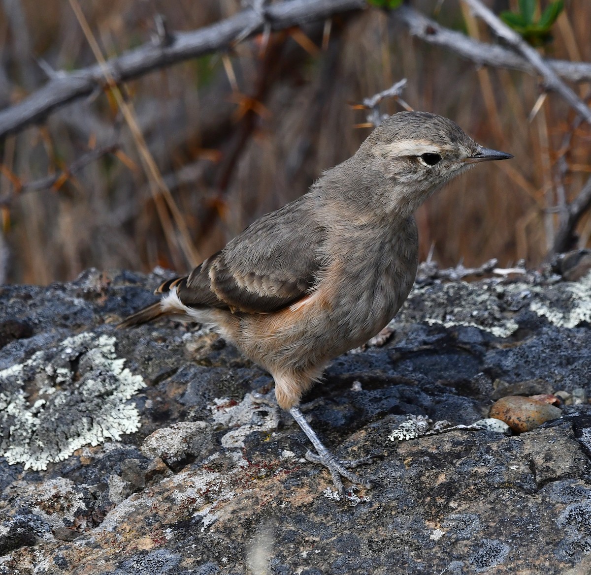 Rufous-banded Miner - ML210242051