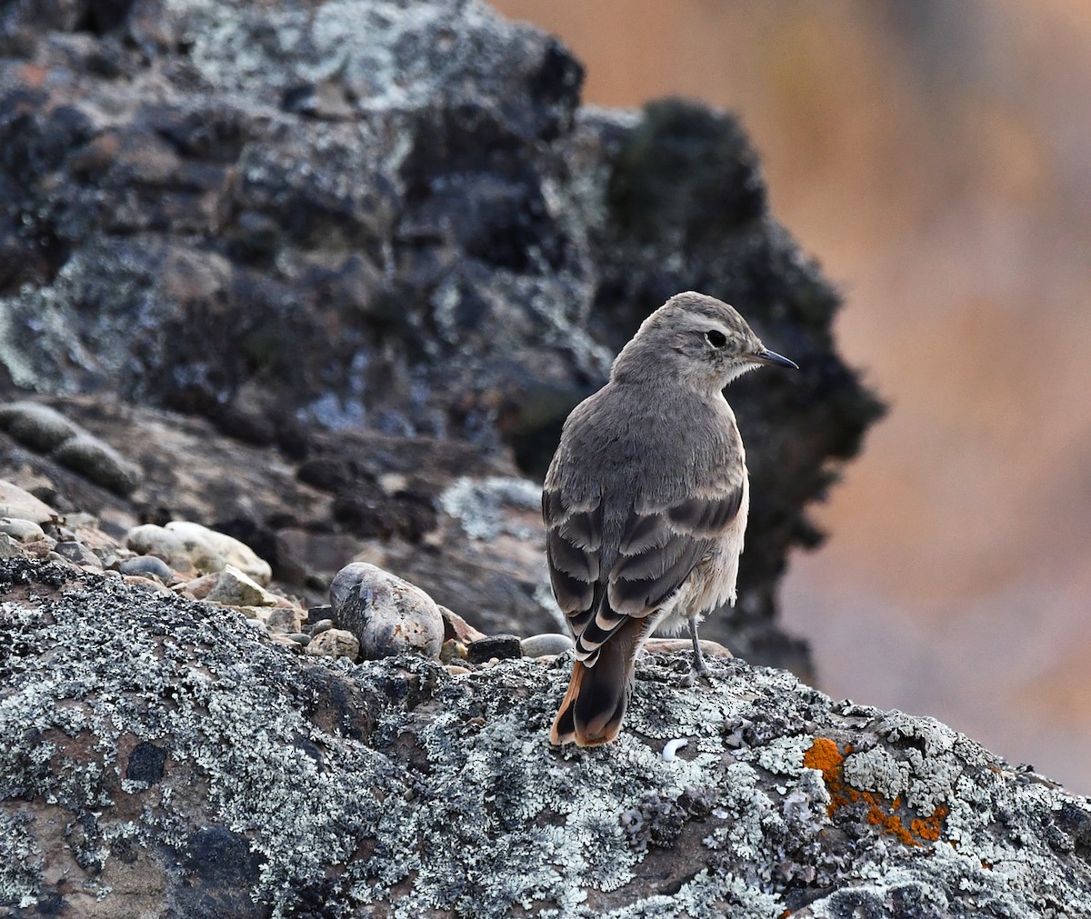 Rufous-banded Miner - Ricardo  Matus