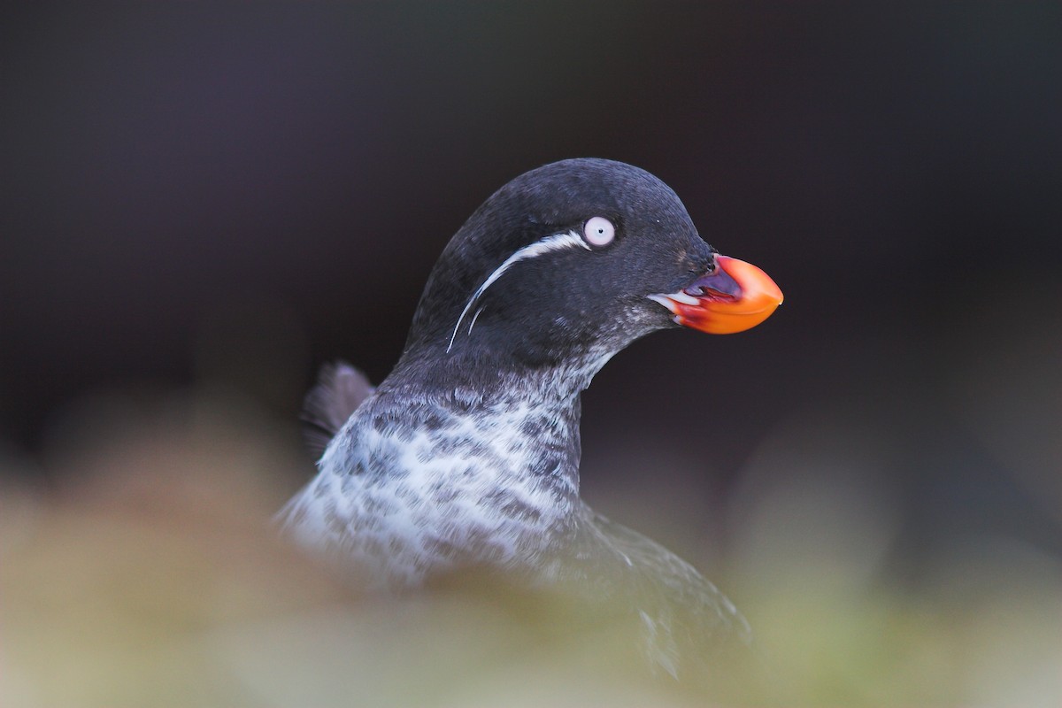 Parakeet Auklet - Pam Higginbotham