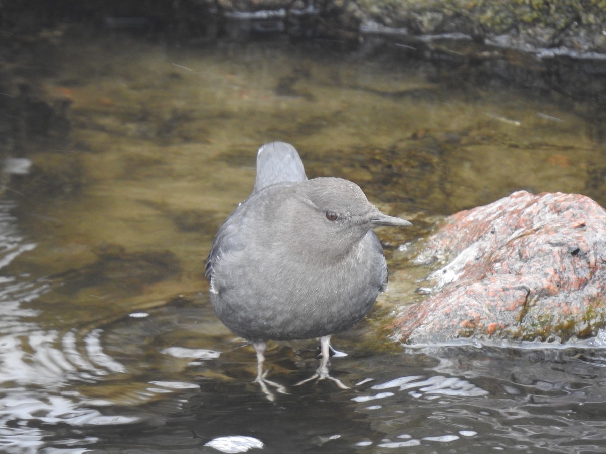 American Dipper - ML210242271