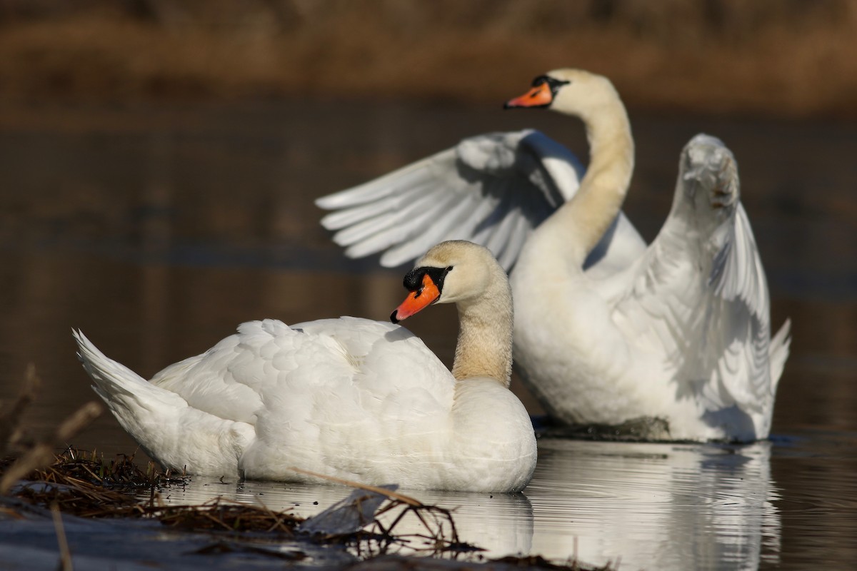 Mute Swan - Joel Eckerson