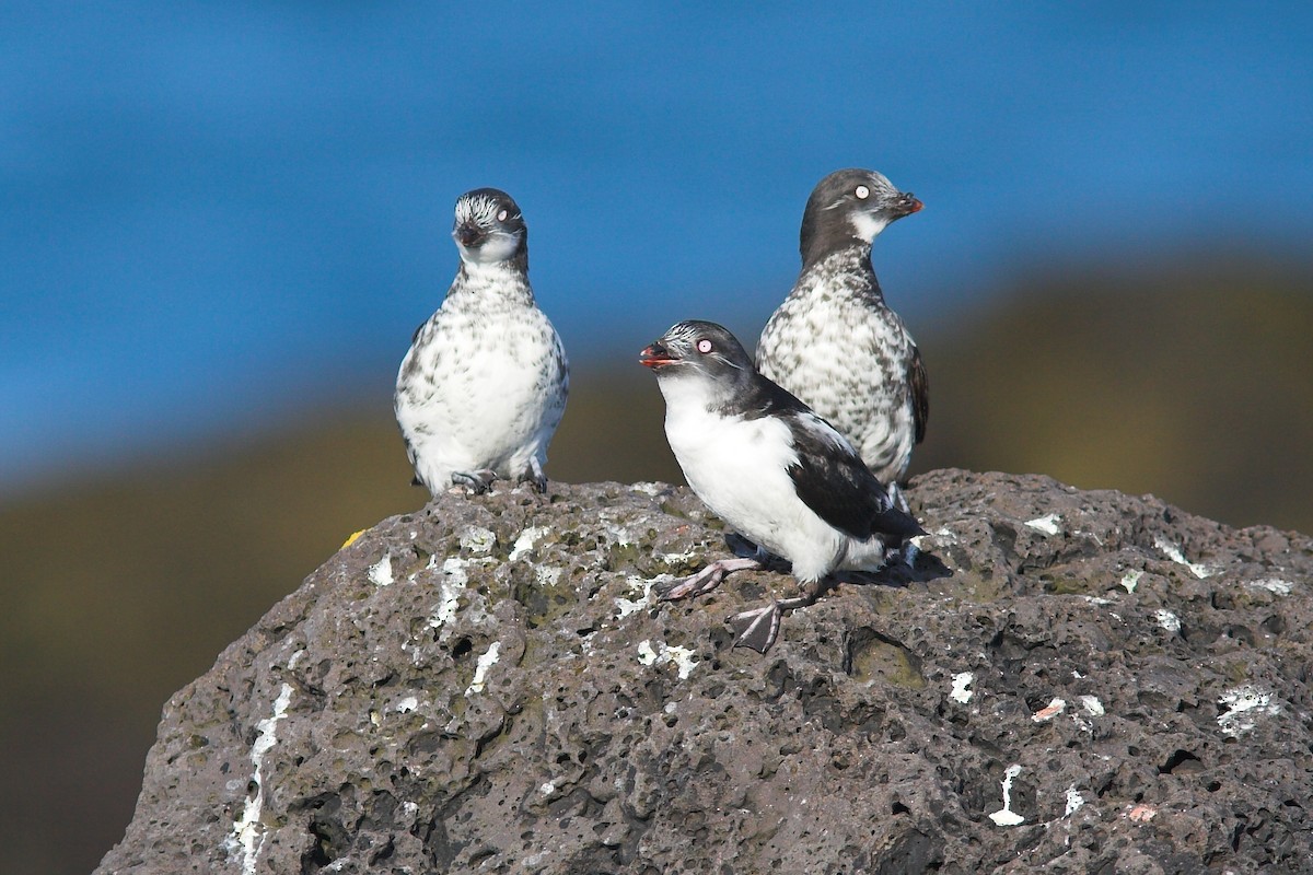 Least Auklet - ML210242601