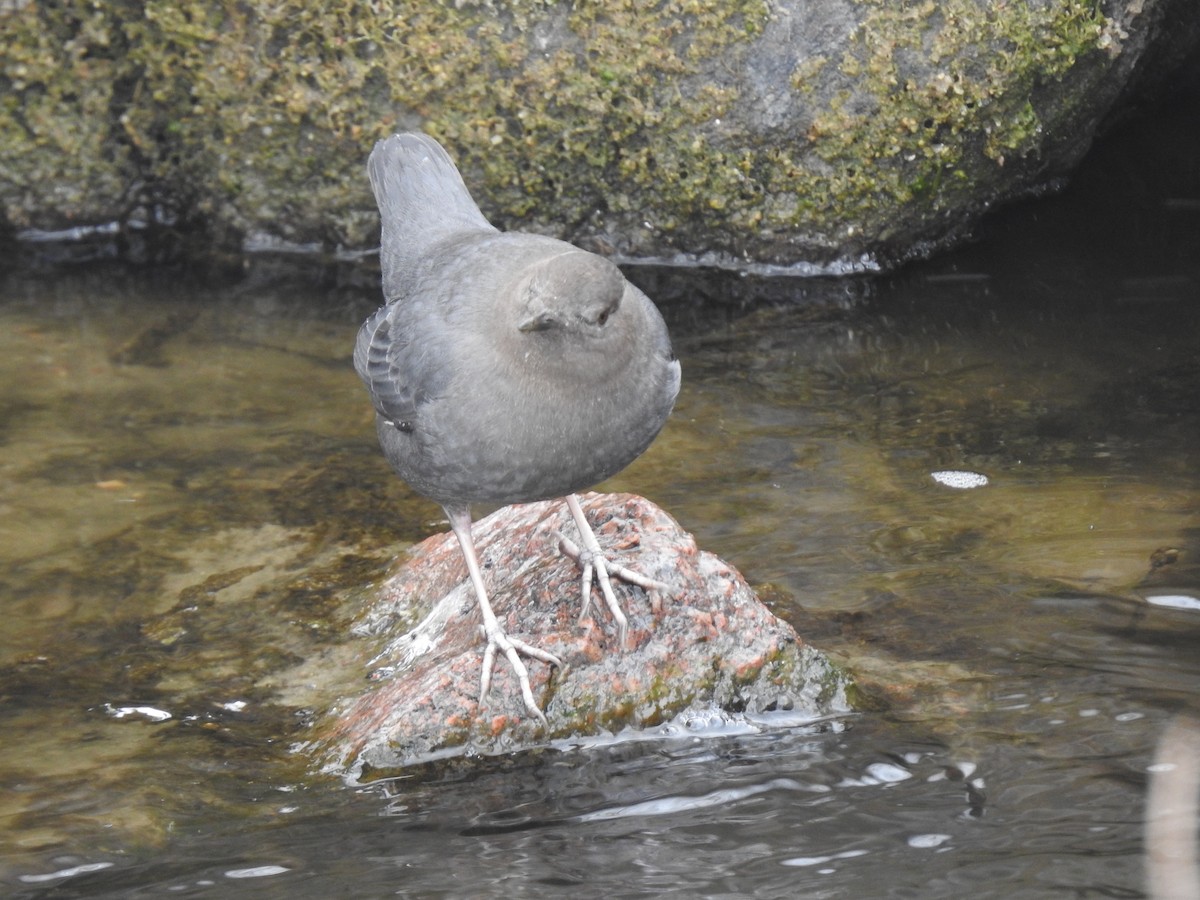 American Dipper - ML210242691