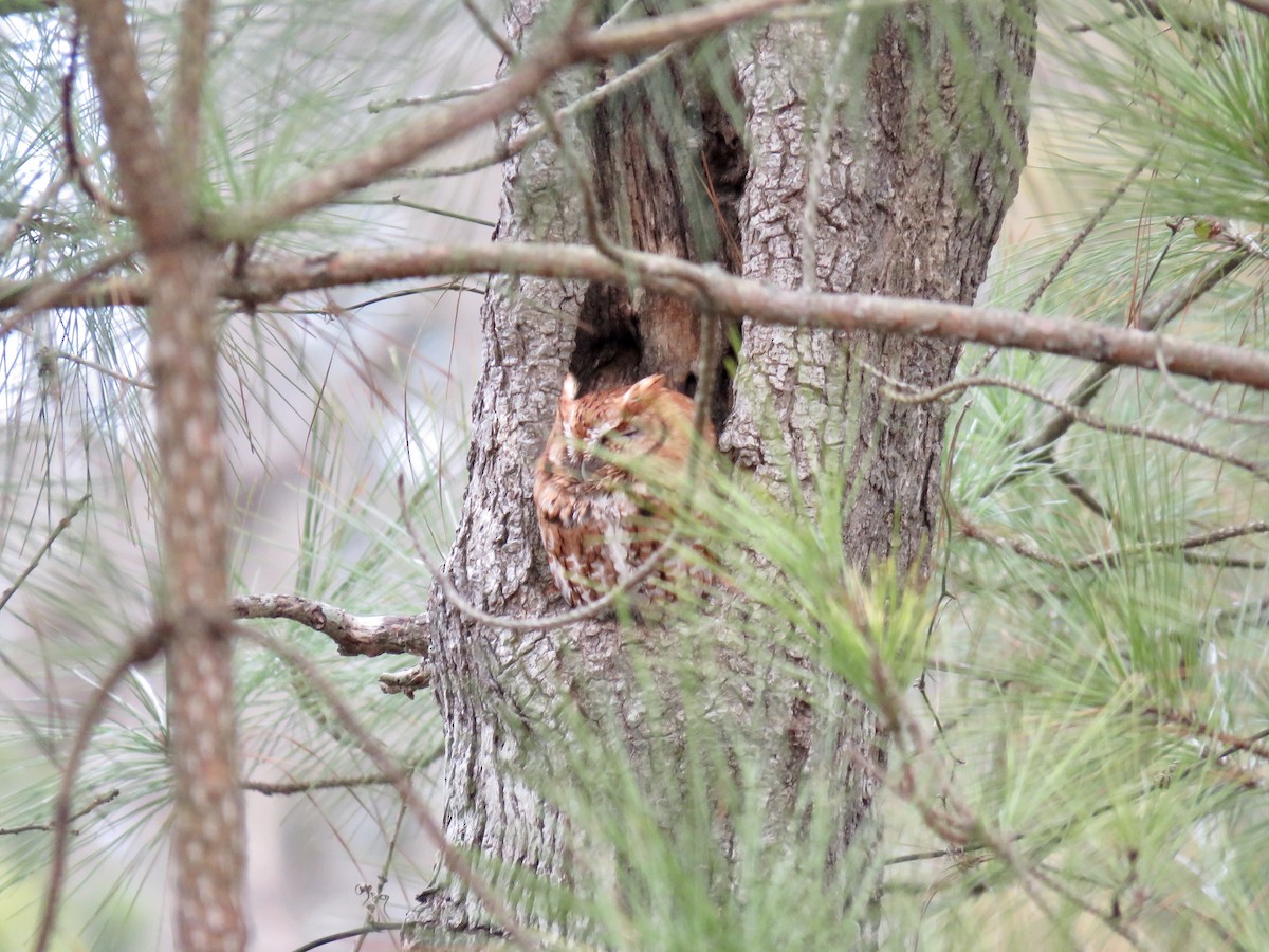 Eastern Screech-Owl - ML210243601