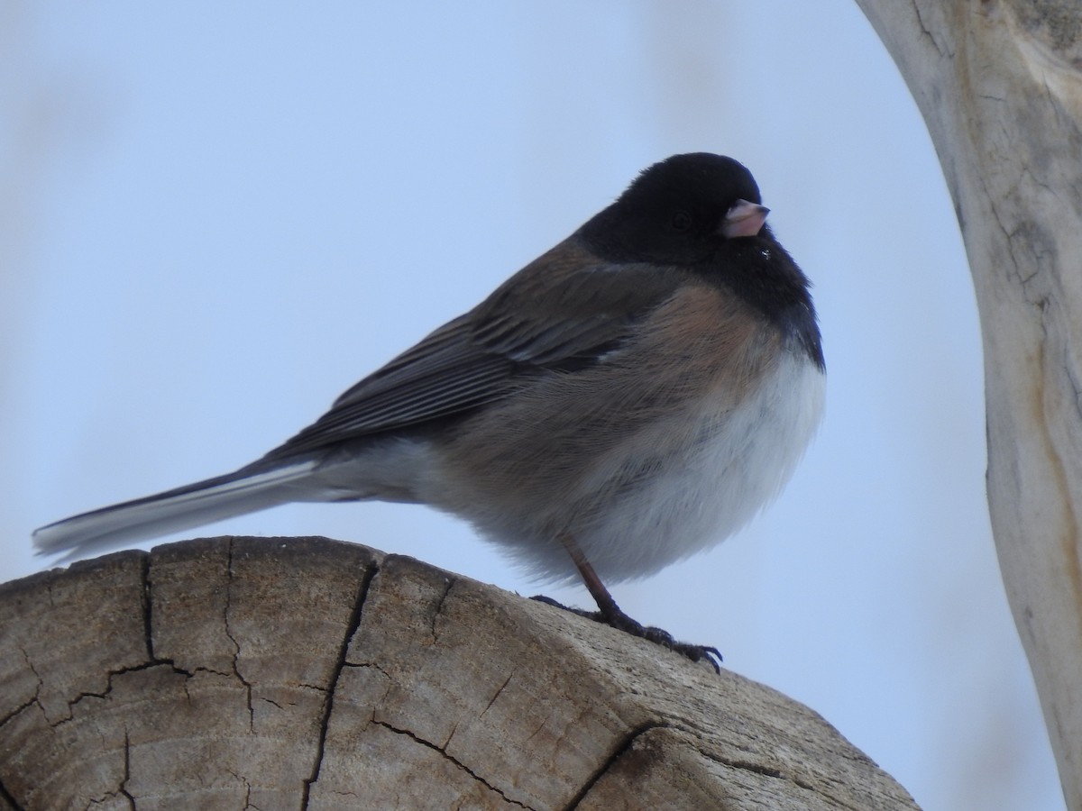 Dark-eyed Junco (Oregon) - ML210244201