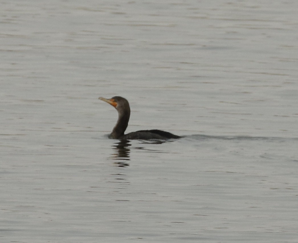 Double-crested Cormorant - ML210244441