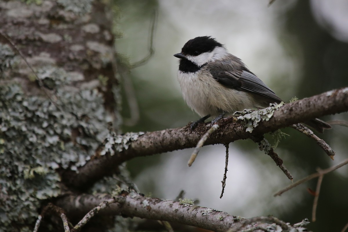 Mésange à tête noire - ML210244801