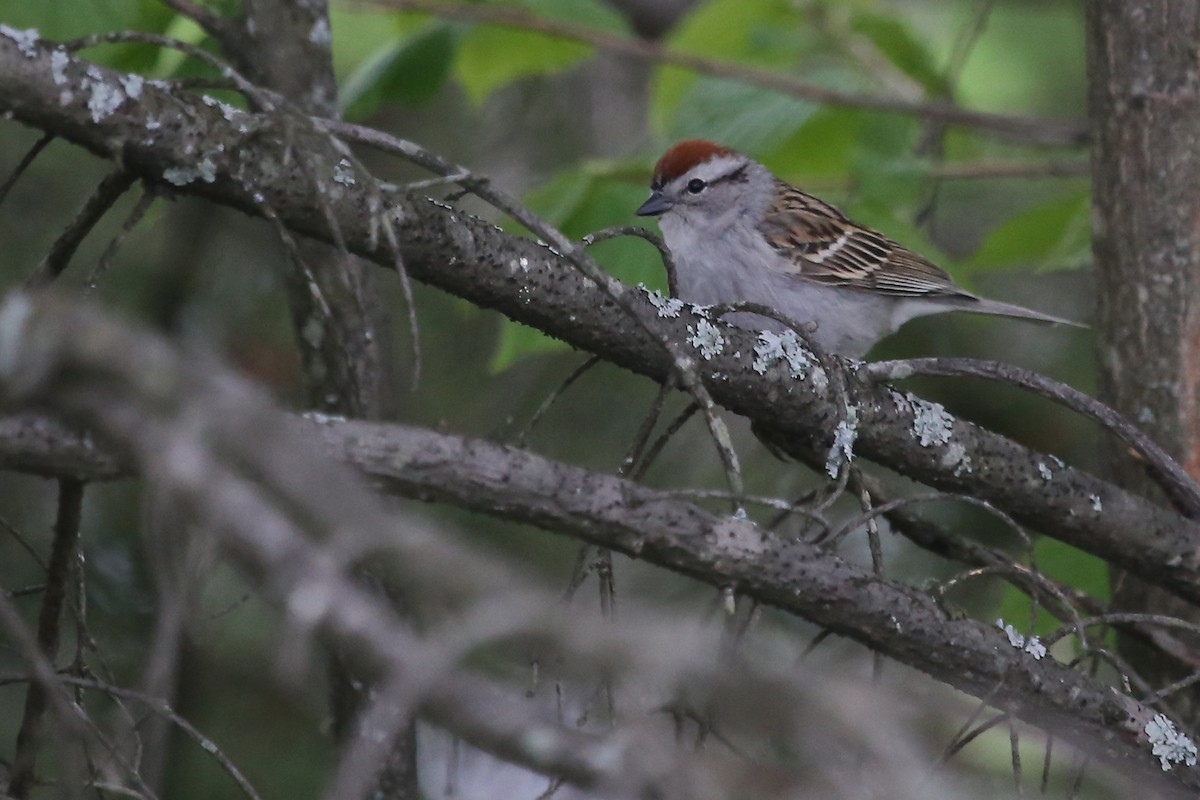 Chipping Sparrow - ML210244861