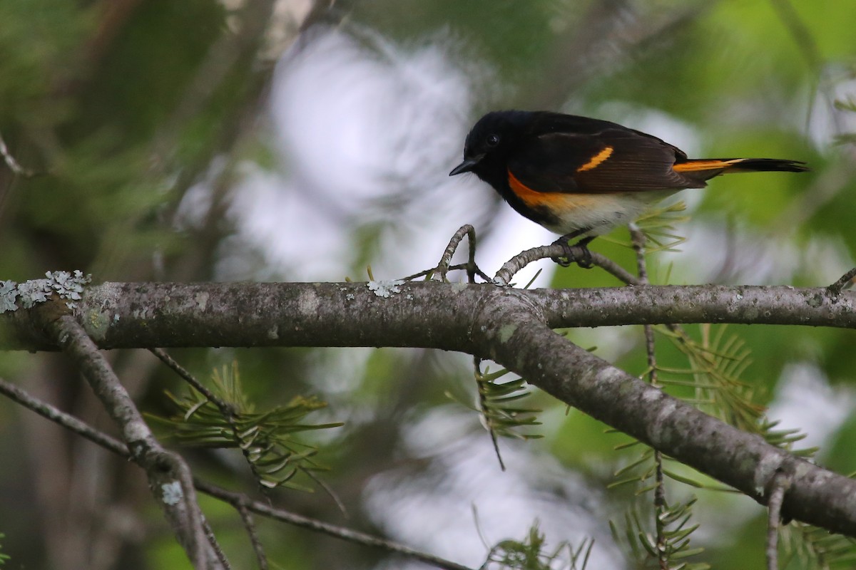 American Redstart - ML210244901