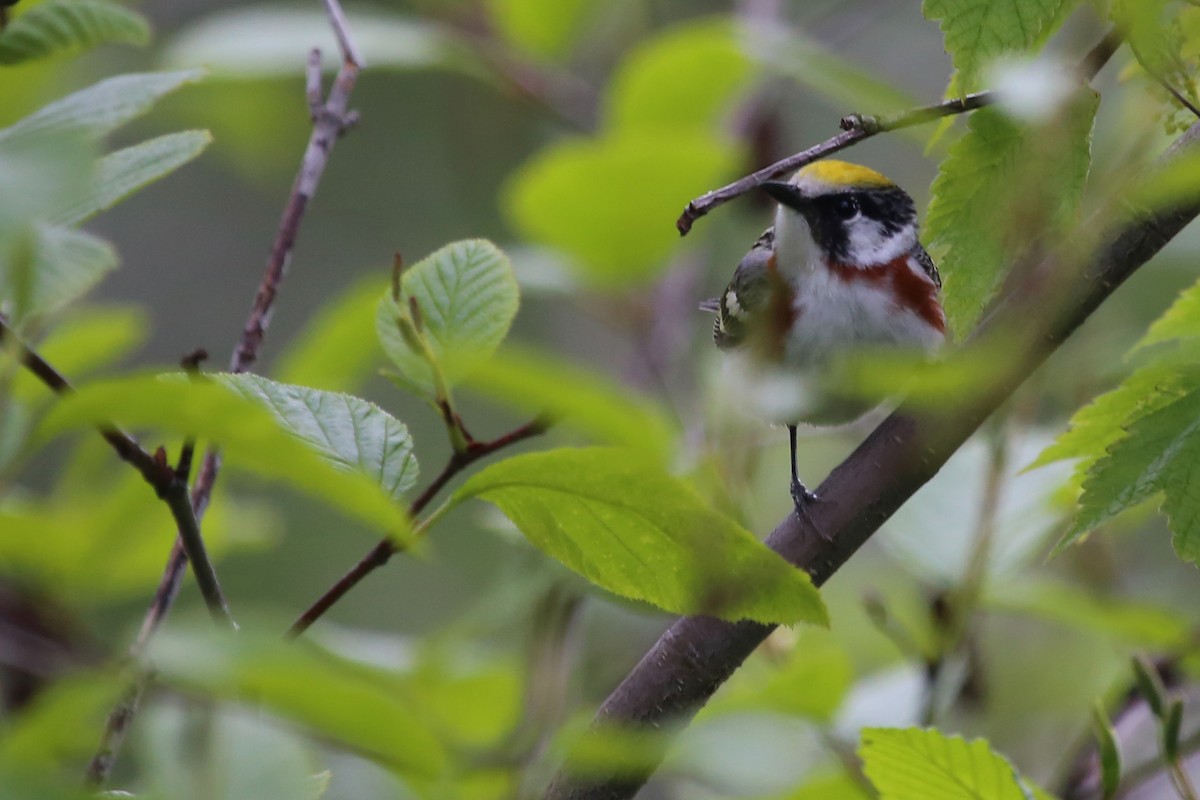 Chestnut-sided Warbler - ML210244941