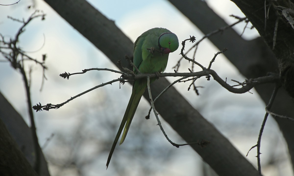 Yeşil Papağan - ML210244991