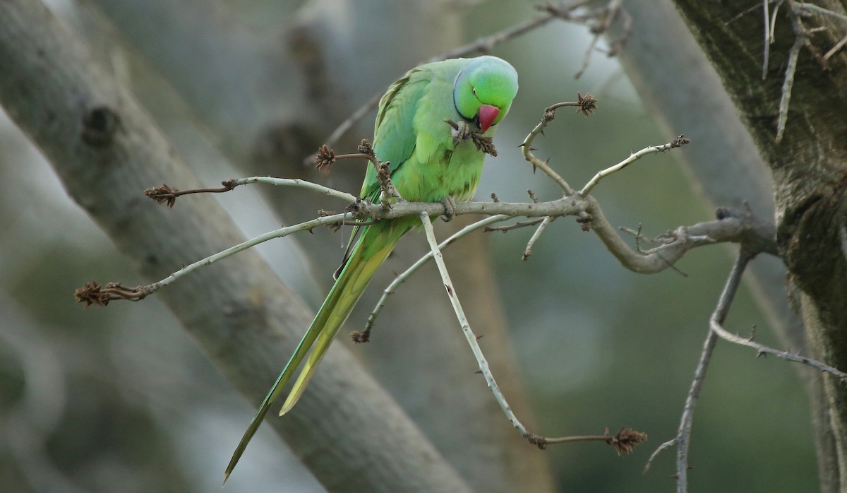 Rose-ringed Parakeet - ML210245081