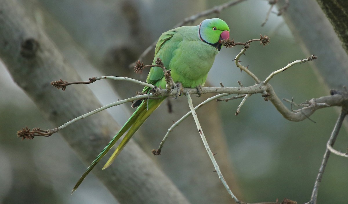 Rose-ringed Parakeet - ML210245191