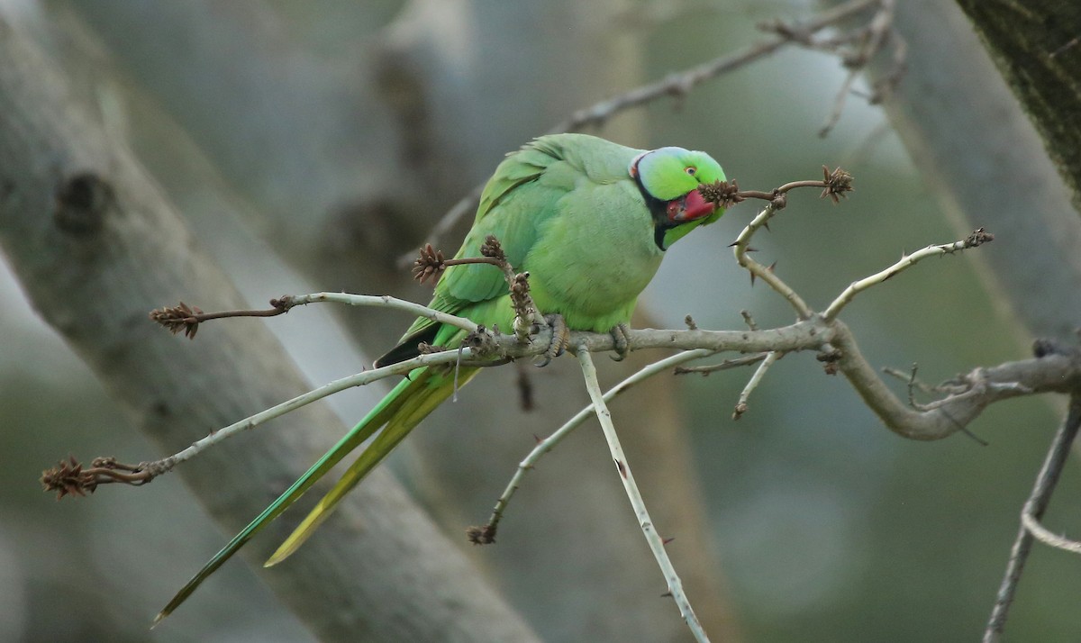 Rose-ringed Parakeet - ML210245271