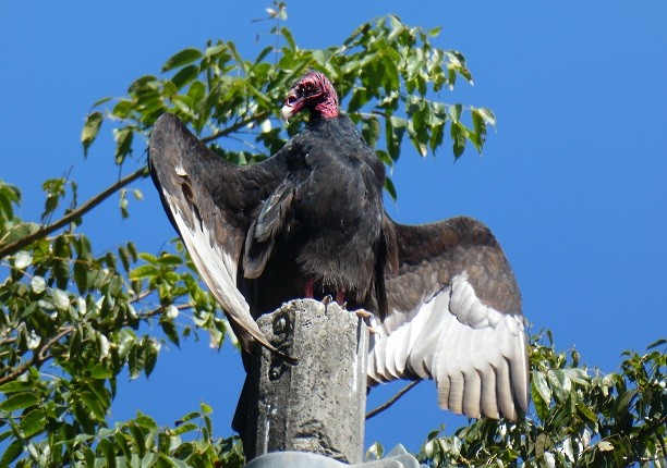 Turkey Vulture - Aziza Cooper