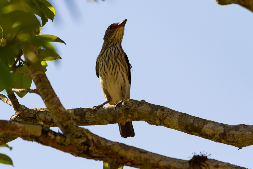 Black-tailed Tityra - LAERTE CARDIM