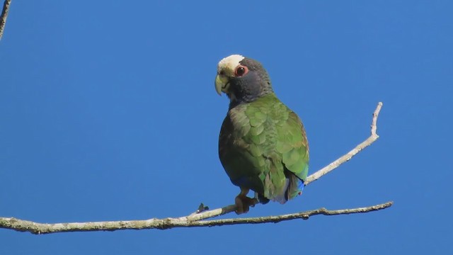 メキシコシロガシラインコ - ML210248071