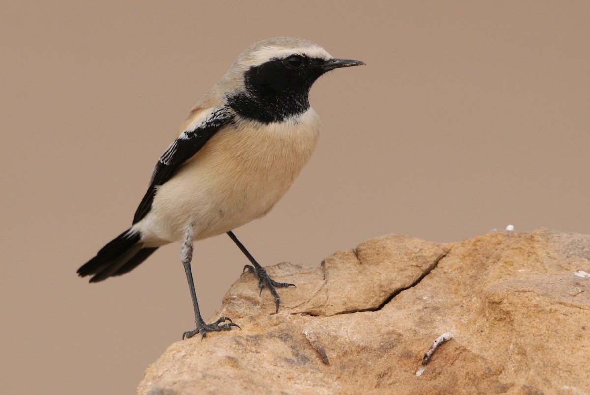 Desert Wheatear - ML210248091