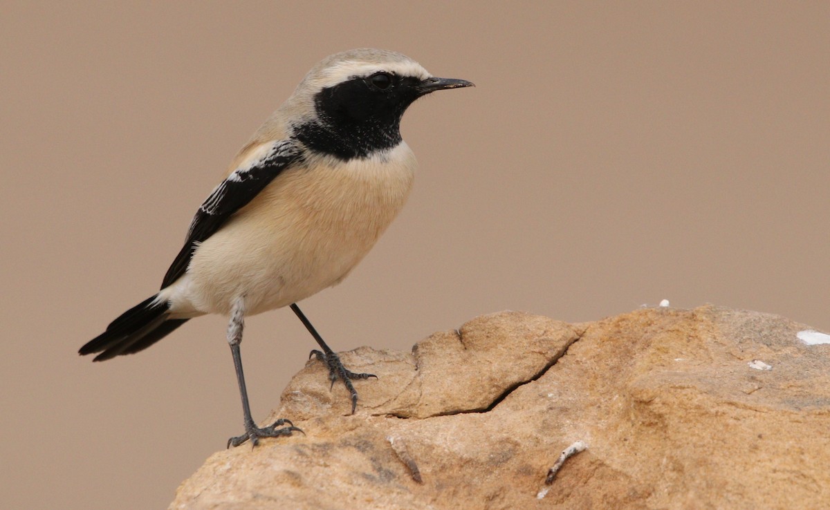 Desert Wheatear - ML210248101