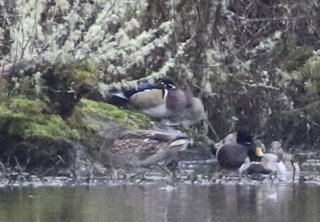Wood Duck - ML210250951